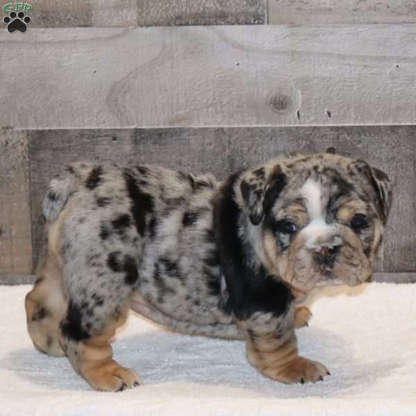 Siesta, English Bulldog Puppy