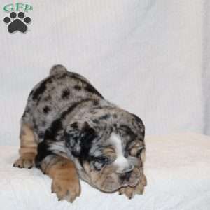 Siesta, English Bulldog Puppy