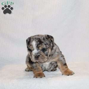 Siesta, English Bulldog Puppy