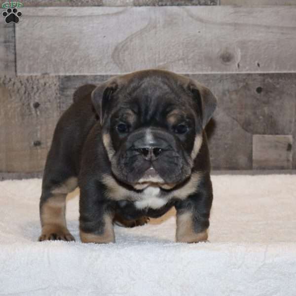 Oscar, English Bulldog Puppy