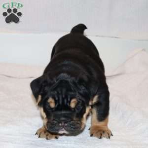 Marla, English Bulldog Puppy