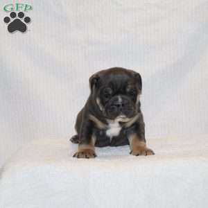 Oscar, English Bulldog Puppy