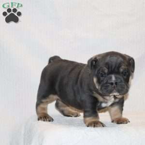 Oscar, English Bulldog Puppy