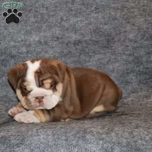 Owen Grant, English Bulldog Puppy