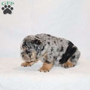 Siesta, English Bulldog Puppy