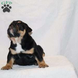 Marla, English Bulldog Puppy