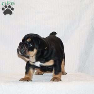 Marla, English Bulldog Puppy