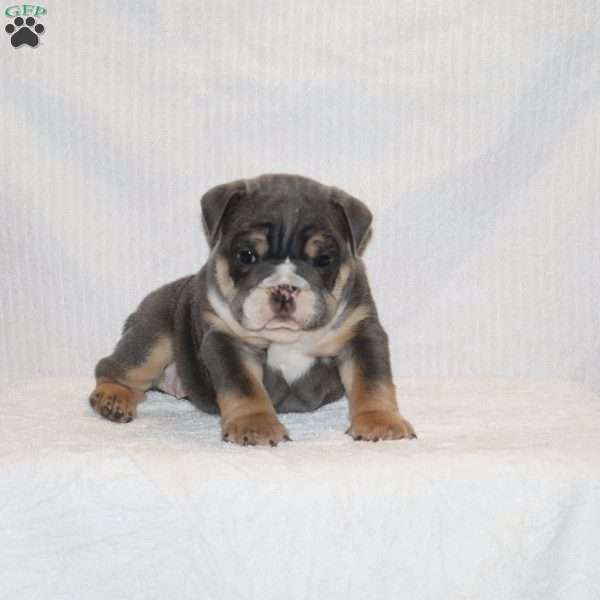 Madalyn, English Bulldog Puppy