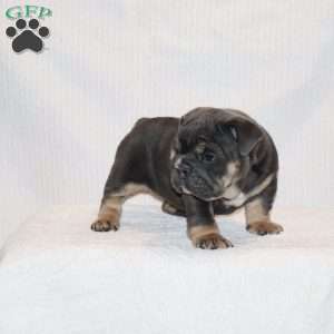 Oscar, English Bulldog Puppy