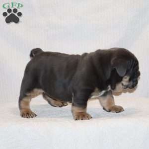 Oscar, English Bulldog Puppy