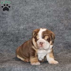 Owen Grant, English Bulldog Puppy