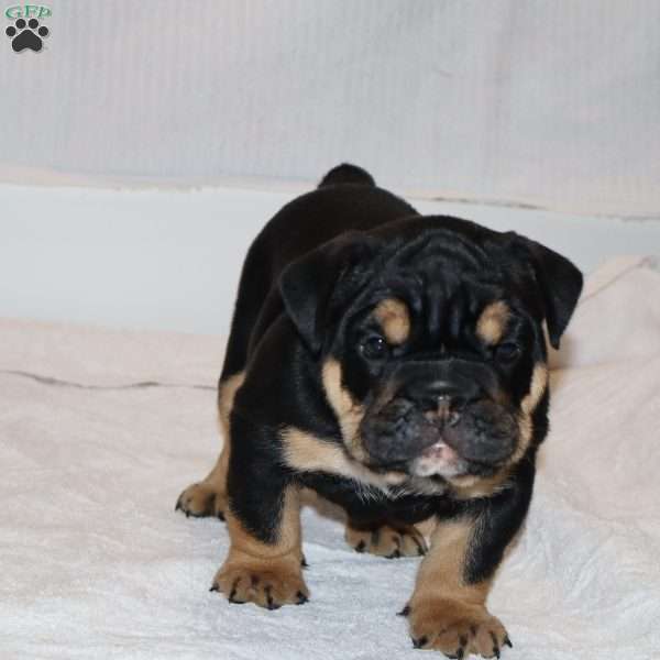 Marla, English Bulldog Puppy
