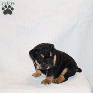 Marla, English Bulldog Puppy