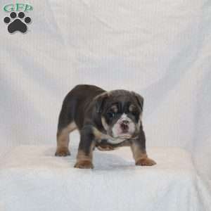 Madalyn, English Bulldog Puppy