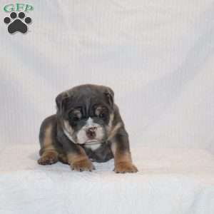 Madalyn, English Bulldog Puppy