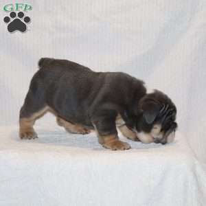 Madalyn, English Bulldog Puppy