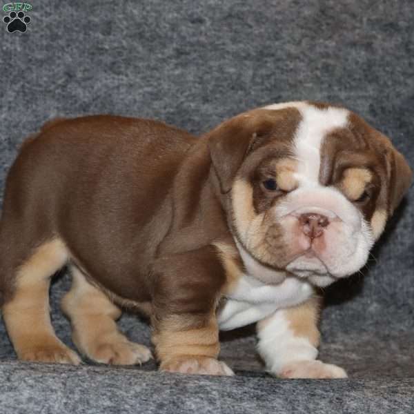 Owen Grant, English Bulldog Puppy