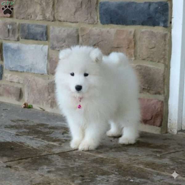 Sparkle, Samoyed Puppy