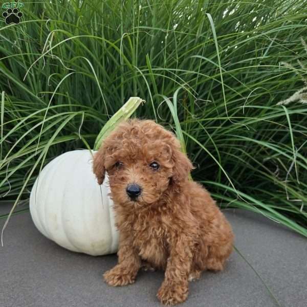 Brooklyn, Toy Poodle Puppy