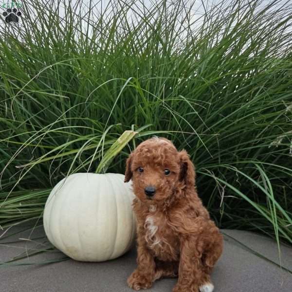 Brody, Toy Poodle Puppy