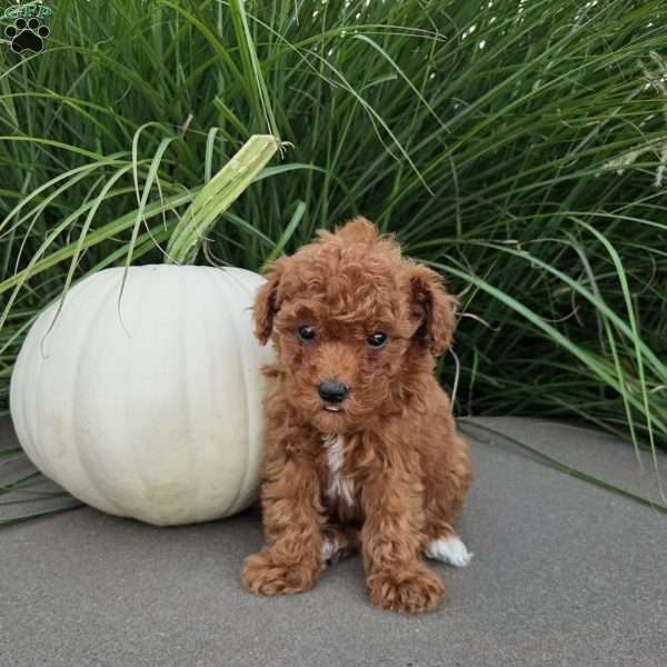 Brianna, Toy Poodle Puppy