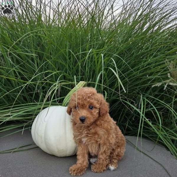 Bridget, Toy Poodle Puppy