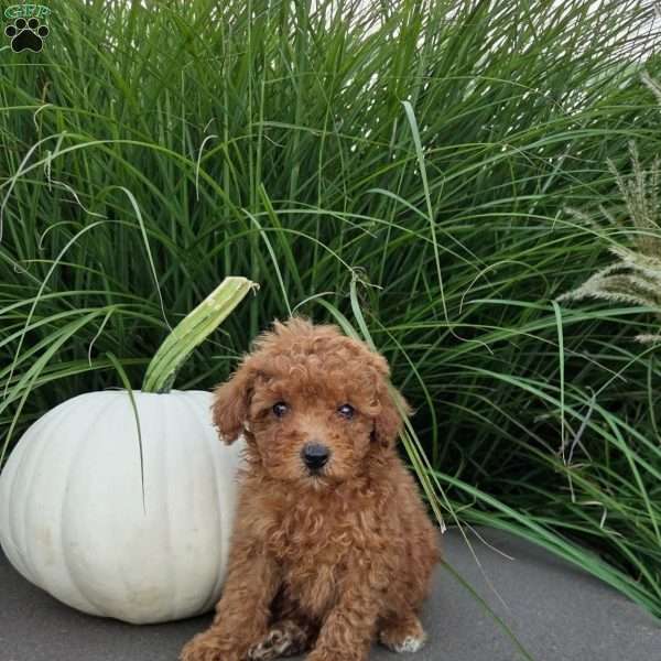 Britney, Toy Poodle Puppy