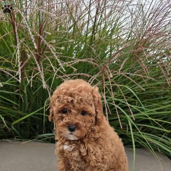 Skylar, Toy Poodle Puppy