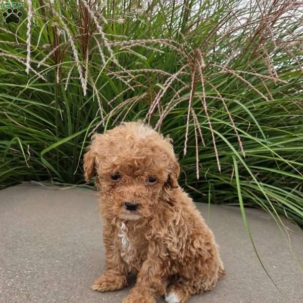 Shadow, Toy Poodle Puppy