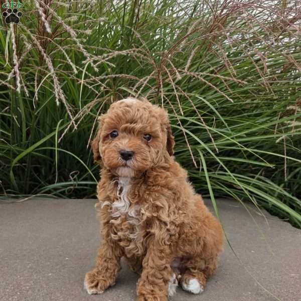 Steele, Toy Poodle Puppy
