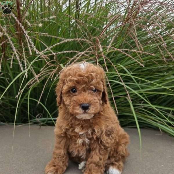 Samantha, Toy Poodle Puppy