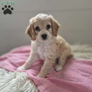 Sophie, Cockapoo Puppy