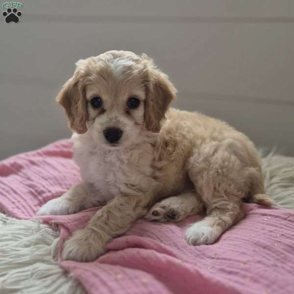 Sophie, Cockapoo Puppy