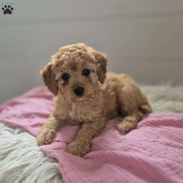 Brittney, Cockapoo Puppy
