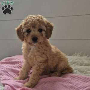 Brittney, Cockapoo Puppy