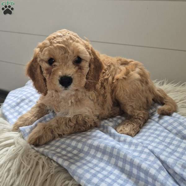 Tucker, Cockapoo Puppy