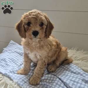 Tucker, Cockapoo Puppy