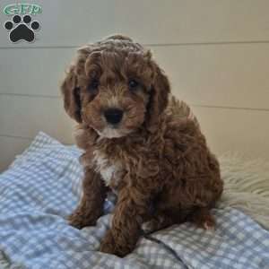 River, Cockapoo Puppy