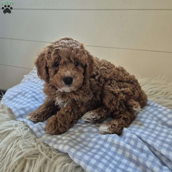 River, Cockapoo Puppy