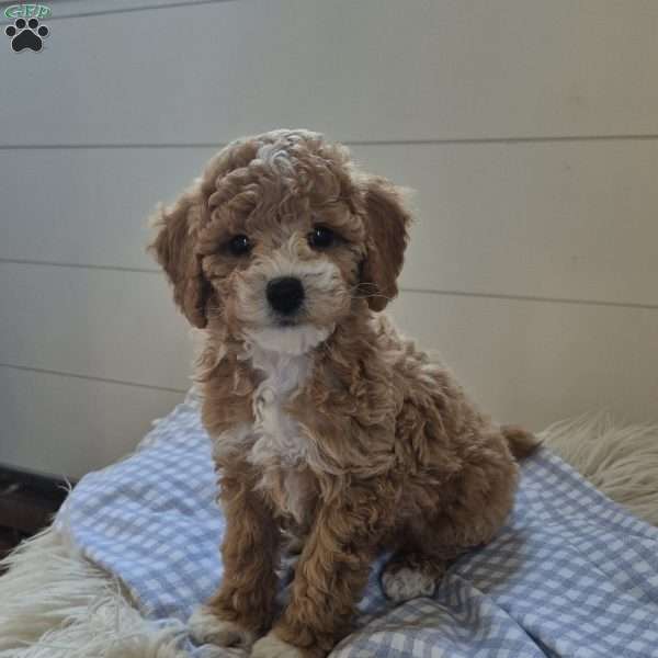 Leo, Cockapoo Puppy