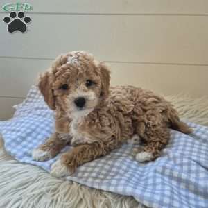 Leo, Cockapoo Puppy