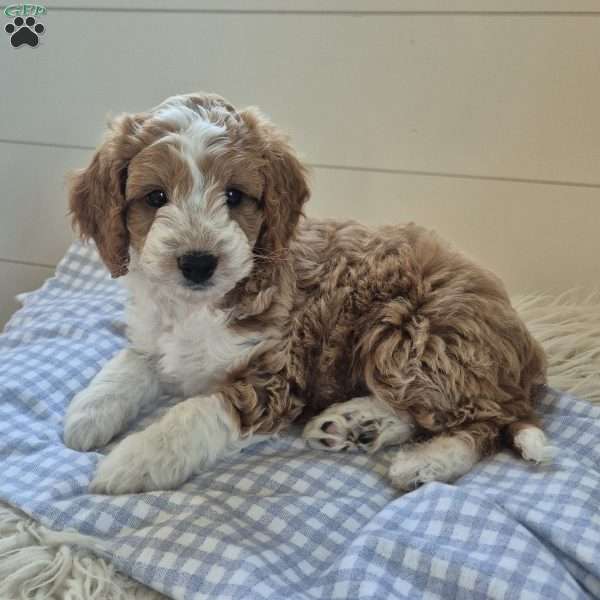 Blaze, Cockapoo Puppy