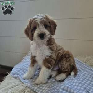 Blaze, Cockapoo Puppy