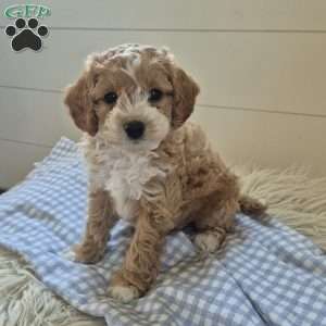Theo, Cockapoo Puppy