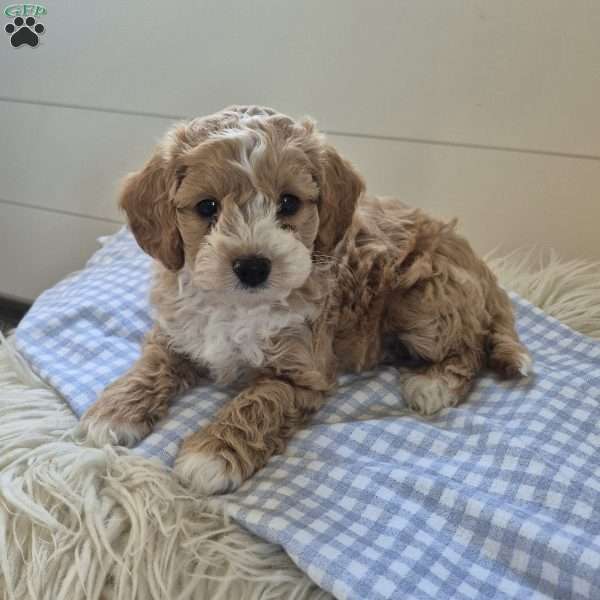 Theo, Cockapoo Puppy