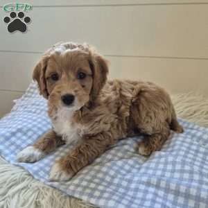Milo, Cockapoo Puppy