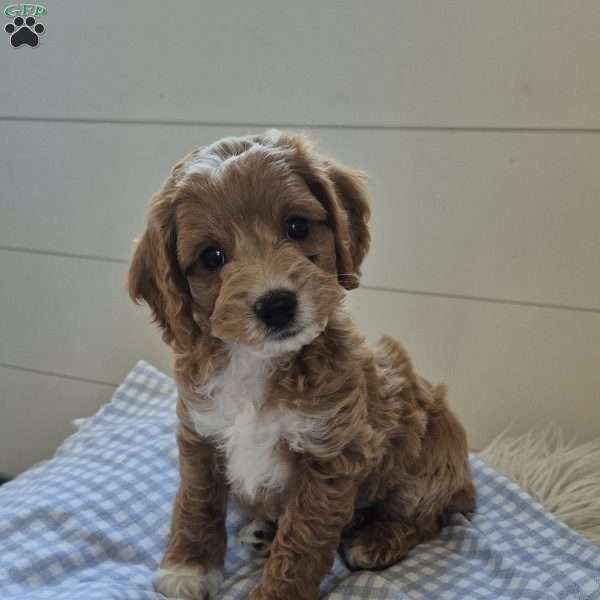 Milo, Cockapoo Puppy