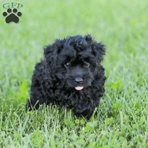 Shortcake, Cockapoo Puppy
