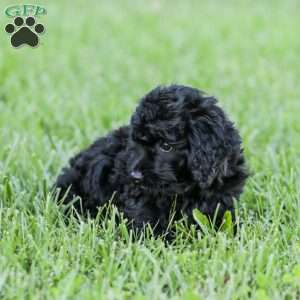 Shortcake, Cockapoo Puppy