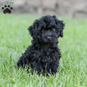 Shortcake, Cockapoo Puppy
